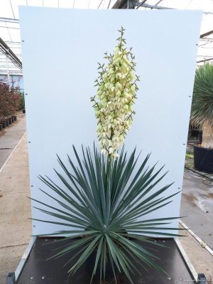 Yucca filamentosa 'Blue Sentry' - Vaxtinredarna.se