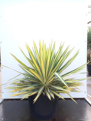 Yucca filamentosa 'Color Guard' - Vaxtinredarna.se
