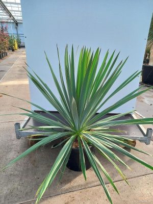 Yucca filamentosa - Vaxtinredarna.se