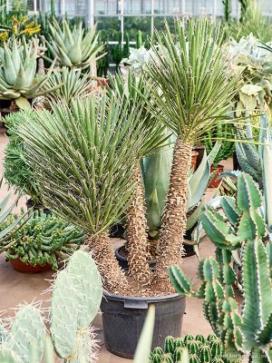 Yucca filifera - Vaxtinredarna.se