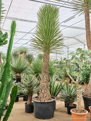 Yucca filifera - Vaxtinredarna.se