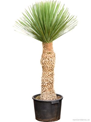 Yucca filifera - Vaxtinredarna.se