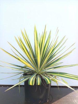 Yucca flaccida 'Golden Sword' - Vaxtinredarna.se