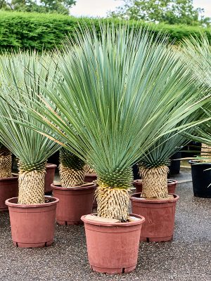 Yucca rostrata (130-140) - Vaxtinredarna.se