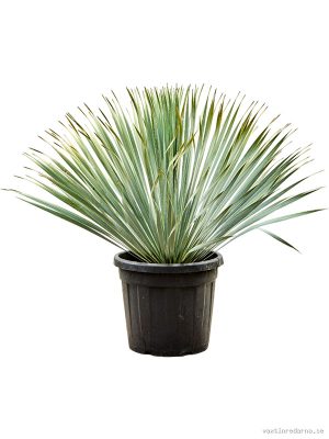 Yucca rostrata - Vaxtinredarna.se