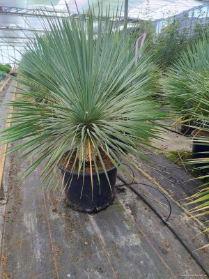 Yucca rostrata - Vaxtinredarna.se