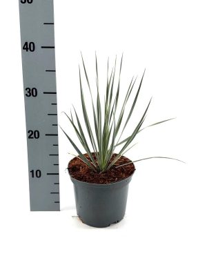 Yucca rostrata - Vaxtinredarna.se