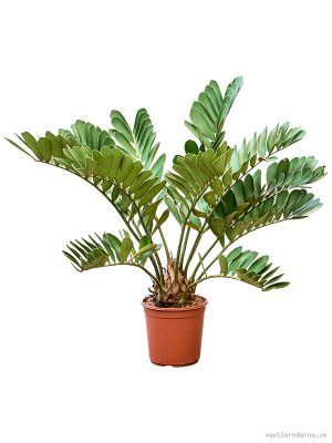 Zamia furfuracae (90-120) - Vaxtinredarna.se