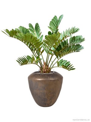 Zamia furfuracae (90-120) in Plain - Vaxtinredarna.se