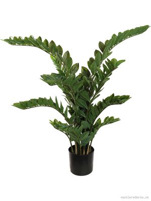 Zamifolia - Vaxtinredarna.se