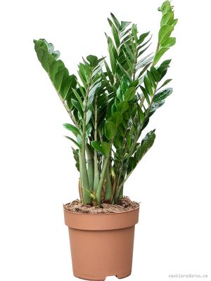 Zamioculcas zamiifolia - Vaxtinredarna.se