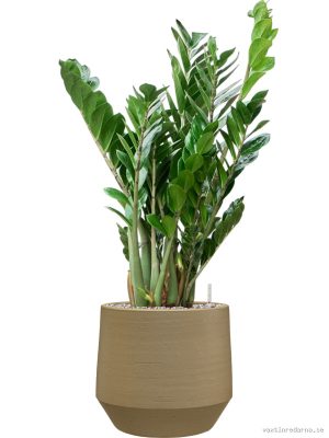 Zamioculcas zamiifolia in Chakka - Vaxtinredarna.se
