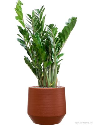 Zamioculcas zamiifolia in Chakka - Vaxtinredarna.se