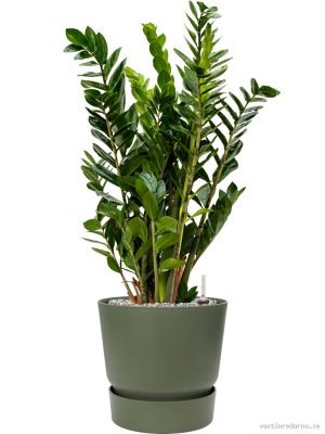 Zamioculcas zamiifolia in Greenville - Vaxtinredarna.se