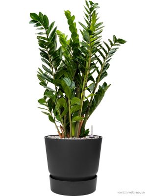Zamioculcas zamiifolia in Greenville - Vaxtinredarna.se