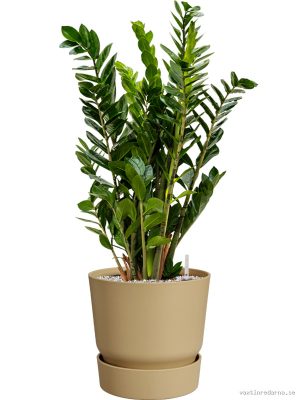 Zamioculcas zamiifolia in Greenville - Vaxtinredarna.se