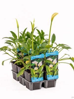 Zantedeschia aethiopica - Vaxtinredarna.se