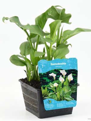 Zantedeschia aethiopica - Vaxtinredarna.se