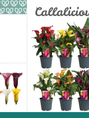 Zantedeschia Mix - Vaxtinredarna.se