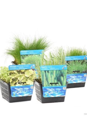 Zuurstof Waterplanten Mix - Vaxtinredarna.se