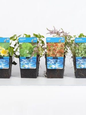 Zuurstof Waterplanten Mix - Vaxtinredarna.se