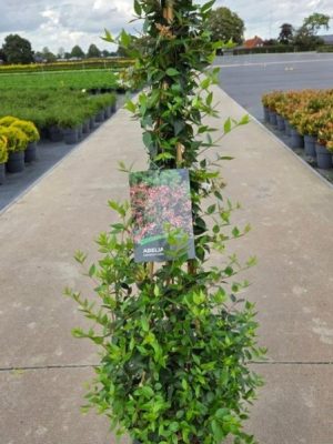 Abelia grandiflora - Vaxtinredarna.se