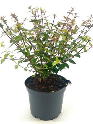 Abelia grandiflora 'Sherwood' - Vaxtinredarna.se
