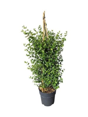 Abelia grandiflora 'Sherwood' - Vaxtinredarna.se