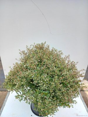 Abelia grandiflora 'Sparkling Silver' - Vaxtinredarna.se