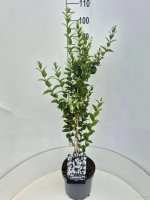 Abeliophyllum distichum - Vaxtinredarna.se