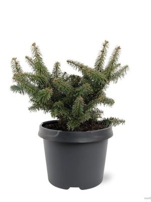 Abies balsamea 'Nana' - Vaxtinredarna.se