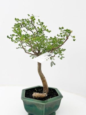 Acacia nilotica - Vaxtinredarna.se