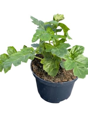 Acanthus mollis - Vaxtinredarna.se