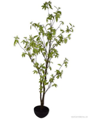 Acer
