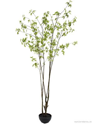 Acer