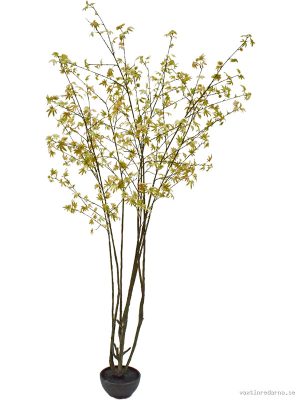 Acer