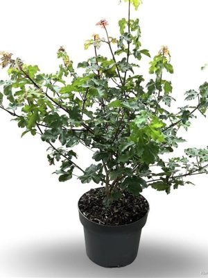 Acer campestre - Vaxtinredarna.se