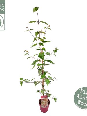 Acer conspicuum 'Esk Flamingo' - Vaxtinredarna.se
