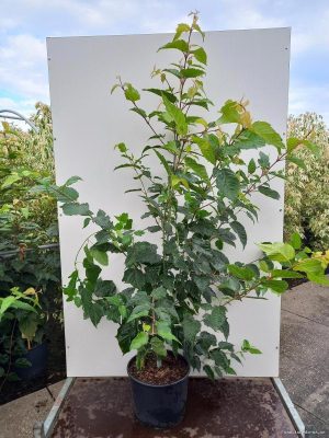 Acer davidii 'Viper' - Vaxtinredarna.se