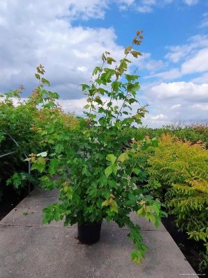 Acer freemanii 'Autumn Blaze' - Vaxtinredarna.se