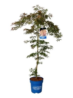 Acer 'Ice Dragon' - Vaxtinredarna.se