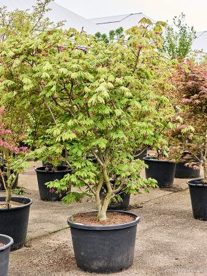 Acer jap. 'Aconitifolium' - Vaxtinredarna.se