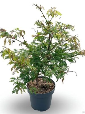Acer japonicum 'Aconitifolium' - Vaxtinredarna.se