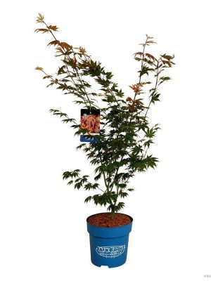 Acer 'North Wind' - Vaxtinredarna.se