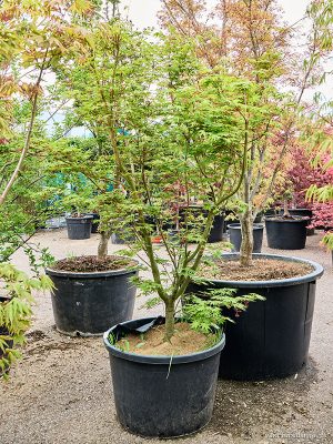 Acer pal. 'Asahi Zuru' - Vaxtinredarna.se