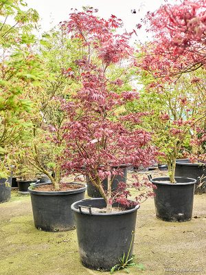 Acer pal. 'Bloodgood' - Vaxtinredarna.se