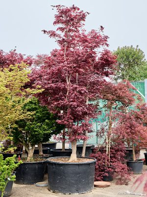 Acer pal. 'Bloodgood' - Vaxtinredarna.se