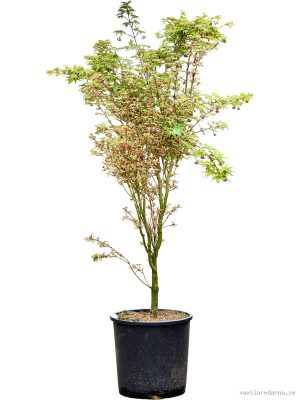 Acer pal. 'Butterfly' (130-160) - Vaxtinredarna.se