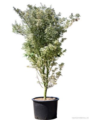 Acer pal. 'Butterfly' (150-180) - Vaxtinredarna.se