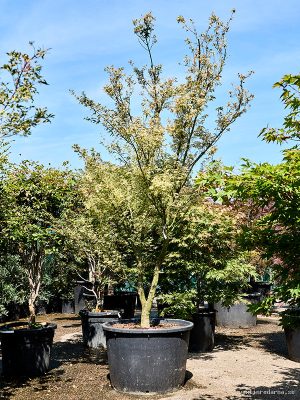 Acer pal. 'Butterfly' - Vaxtinredarna.se